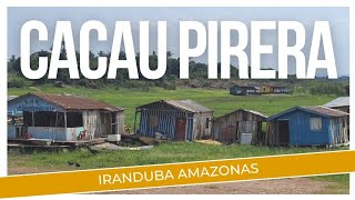 A SECA NO CACAU PIRERA IRANDUBA AMAZONAS [upl. by Harrington]