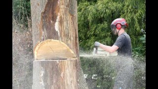 Dode boom kappen na bliksem klimtechnieken en zware zaag [upl. by Laemaj469]