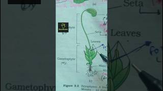 funaria Bryophytes ncert imp diagram class 11th ncert biology neet2025 aiims imp diagram [upl. by O'Malley]