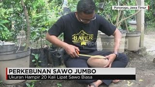 Sawo Super Jumbo Asal Ponorogo dengan Berat 3 Kg [upl. by Florentia715]