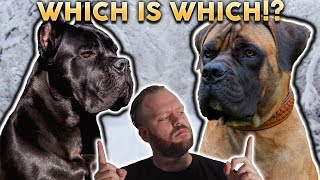 CANE CORSO OR BOERBOEL Whats The Difference [upl. by Suryc]