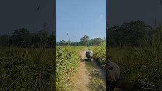 Rhino charge  rhino attack in safari  safari  barahi jungle chitwan [upl. by Tarazi]