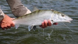 SALTWATER FISHING TIPS Bonefish [upl. by Yarw420]