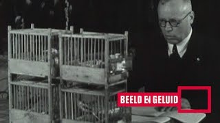 Zangwedstrijd voor Kanariepietjes 1935 [upl. by Rumilly124]