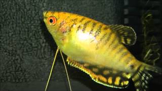 HD Golden Gourami  gourami doré [upl. by Mommy]