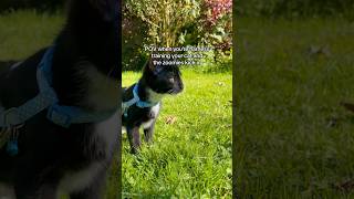 When your cat gets the zoomies kitten adventurecat tuxedocat [upl. by Rollin898]