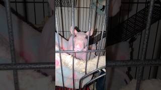 Adorable Hairless Rat shorts rats pets [upl. by Anam]