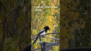 Magpie chirping awayshortfeed shortvideo shortslakadnicoaya [upl. by Eeleimaj]