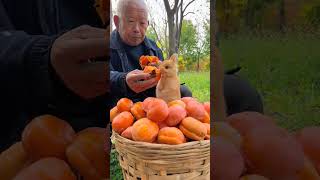 The persimmons are ripe Grandpa and the little rabbit eat persimmons together Cute pet debut p [upl. by Beshore812]