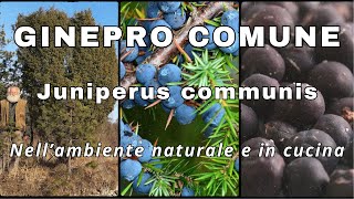 ginepro comune Juniperus communis [upl. by Letney]