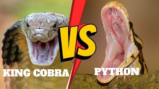 KING COBRA VS A PYTHON – WHO WILL WIN THE FIGHT [upl. by Neoma]