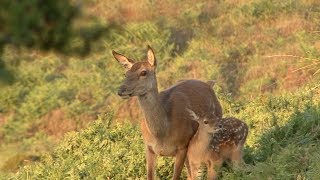 quotThe Exmoor Red Stagquot trailer for a new film from wwwredstagsafaricouk [upl. by Oinotnaocram]