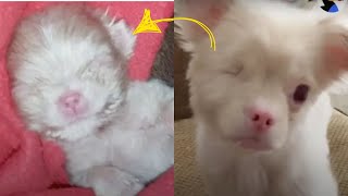 Breeder Abandons Tiny Albino Puppy After Deciding He Wasnt Profitable [upl. by Eiser737]