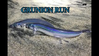 First GRUNION RUN 2022 fishing nature [upl. by Nations]