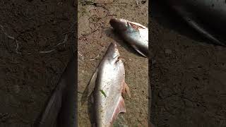 Pangas Fish and Net Fishing in Village Pond fishing [upl. by Anirac]