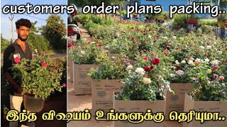 first quality rose plant customers Order plant backing  Rose Plant online sale  best rose plant [upl. by Eelsew]