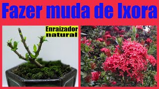 COMO FAZER MUDA DE EQUISÓRIA POR ESTAQUIA USANDO ENRAIZADOR NATURAL Multiplique por galhos [upl. by Haral]