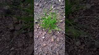 🎋low bulrush plant nature short trending video [upl. by Lamori56]