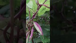 শিমBeanFamily Fabaceae plants botanical শিম Bean Fabaceae vegetables lifecraftiqbal [upl. by Apur]