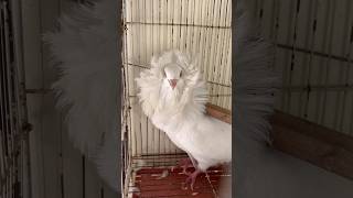 Fancy kabotar pakr liya😱 viralvideo birds pigeon foryou lovebirds mostviral fyp [upl. by Llecrup]