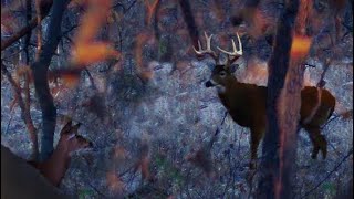 STUD Kansas Buck DIY SelfFilmed Bowhunting [upl. by Hocker]