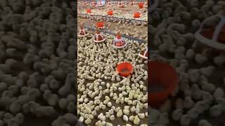 poultry broiler chicks feeding and brooding feeding brooding poultry broiler chicks chicken [upl. by Ailaroc]