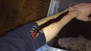 Scolopendra gigantea handling [upl. by Yllas]