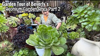 Succulent Garden Tour of Aeonium Collection [upl. by Elburr500]