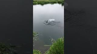 Landing A Trout at Bossingtons Horsebridge Lake  No 1 [upl. by Joete]