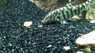 Aquarium pond snail gets eaten by a yoyo loach [upl. by Odraude]