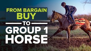 HOW TO TURN A £6500 RACEHORSE INTO A GROUP 1 HORSE [upl. by Yztim]