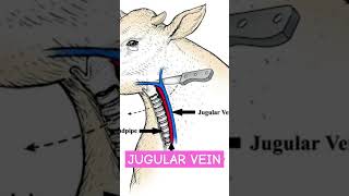 Jugular VEIN [upl. by Hniht]