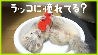 ラッコの練習が可愛いすぎるフェレット  ferret lab 253 [upl. by Pandora]