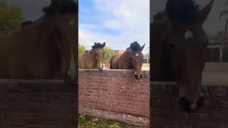 Riding School at Civil Services Academy horserider horsetraining reining horsemanship [upl. by Akiria]