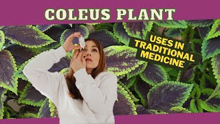 Coleus Josephs Coat USES in TRADITIONAL MEDICINE  Earths Medicine [upl. by Euqina]