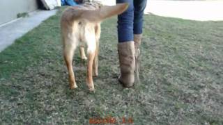 FISIOTERAPIA VETERINÁRIA  REABILITAÇÃO LUXAÇÃO DE PATELA  LABRADOR CRISTAL [upl. by Nrek]