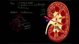 Le rein et le nephron [upl. by Bj]