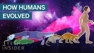 Incredible Animation Shows How Humans Evolved From Early Life [upl. by Nevar]