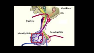 Hipotálamo e Hipófisis [upl. by Annatnas]