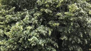 Largeleaved lime  leaves amp flowers  June 2020 [upl. by Henarat]