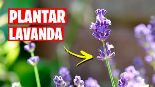 Como Plantar LAVANDA 🌿 Aromática IMPRESCINDIBLE  La Huerta de Ivan [upl. by Osmo]