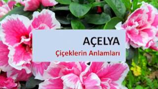 Çiçeklerin Anlamları AÇELYA [upl. by Acisey]