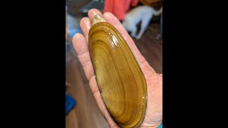 Long Beach razor Clamming Compilation 2 41424 [upl. by Ahsaetal347]