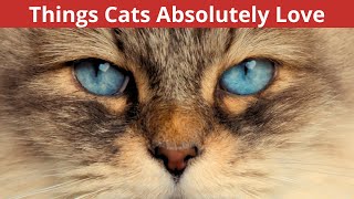 10 Things Cats Absolutely Love 10 Will Surprise You [upl. by Nevaed61]