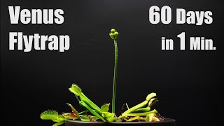 Venus Fly Trap Blooming  60 Days Time Lapse [upl. by Kurzawa]