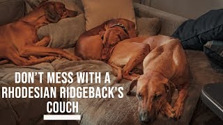 Dont Mess With A Rhodesian Ridgebacks Couch [upl. by Trudie328]