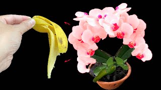 A mixture of rice water and banana peel is a miracle remedy for orchids [upl. by Audrey841]