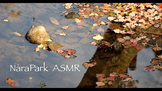 NaraPark ASMR [upl. by Cammie34]