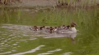 Goosander or Merganser Mergus merganser ♀ with Ducklings 2 [upl. by Ahtanaram602]