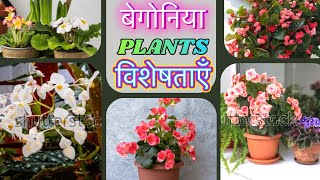 Begonia plants ki visheshataonBegonia plants ke liye best soilTamu Garden Tips [upl. by Latia]